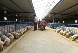 科普常識丨養(yǎng)100只養(yǎng)的羊圈怎么建？新手養(yǎng)羊要避開哪些誤區(qū)？