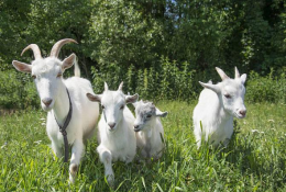 科普常識丨山羊的營養(yǎng)需要與需求特點