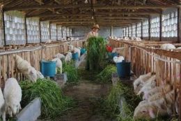 科普常識丨新手養(yǎng)殖戶牢記這4件事，確保養(yǎng)羊事業(yè)穩(wěn)賺不賠